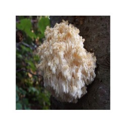 Levia hriva (Hericium erinaceus) 20 ks - mycélium na kolíkoch Levia hriva (Hericium erinaceus) 20 ks - mycélium na kolíkoch
