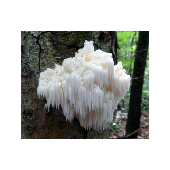 Levia hriva (Hericium erinaceus) 20 ks - mycélium na kolíkoch Levia hriva (Hericium erinaceus) 20 ks - mycélium na kolíkoch
