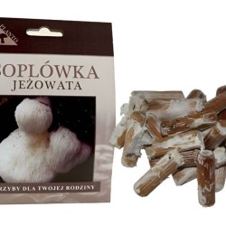 Levia hriva (Hericium erinaceus) 20 ks - mycélium na kolíkoch