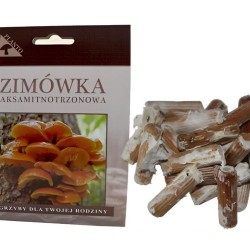 Pennyroyal (Flammulina velutipes) 20 ks - mycélium na kolíkoch