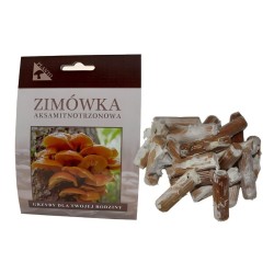 Pennyroyal (Flammulina velutipes) 20 ks - mycélium na kolíkoch