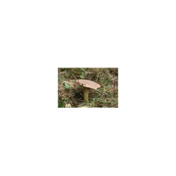 hríb (Xerocomus subtomentosus) - mykorhízne mycélium hríb (Xerocomus subtomentosus) - mykorhízne mycélium