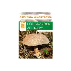 hríb (Xerocomus subtomentosus) - mykorhízne mycélium hríb (Xerocomus subtomentosus) - mykorhízne mycélium