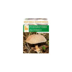 hríb (Xerocomus subtomentosus) - mykorhízne mycélium hríb (Xerocomus subtomentosus) - mykorhízne mycélium