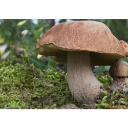 Dubový hríb (Boletus reticulatus) - mykorhízne mycélium Dubový hríb (Boletus reticulatus) - mykorhízne mycélium