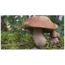 Dubový hríb (Boletus reticulatus) - mykorhízne mycélium Dubový hríb (Boletus reticulatus) - mykorhízne mycélium