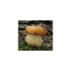 Dubový hríb (Boletus reticulatus) - mykorhízne mycélium Dubový hríb (Boletus reticulatus) - mykorhízne mycélium