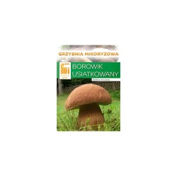 Dubový hríb (Boletus reticulatus) - mykorhízne mycélium Dubový hríb (Boletus reticulatus) - mykorhízne mycélium