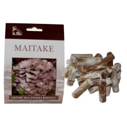 Huba maitake (Grifola frondosa) 20 ks - mycélium na kolíkoch Huba maitake (Grifola frondosa) 20 ks - mycélium na kolíkoch