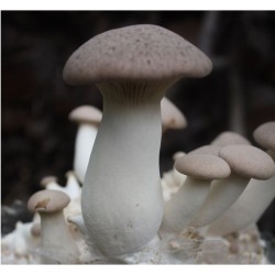 Mak (Pleurotus eryngii) 20 ks - mycélium na kolíkoch Mak (Pleurotus eryngii) 20 ks - mycélium na kolíkoch