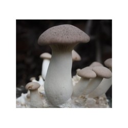 Mak (Pleurotus eryngii) 20 ks - mycélium na kolíkoch