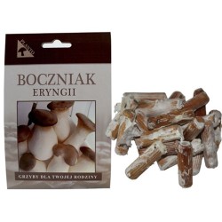 Mak (Pleurotus eryngii) 20 ks - mycélium na kolíkoch Mak (Pleurotus eryngii) 20 ks - mycélium na kolíkoch