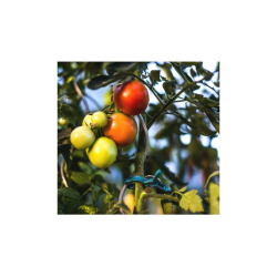 Klip na pripevnenie rastlín, 20ks, 2 veľkosti Klip na pripevnenie rastlín, 20ks, 2 veľkosti