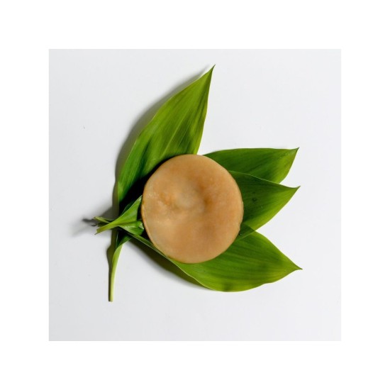 Kombucha - čajová huba Kombucha - čajová huba