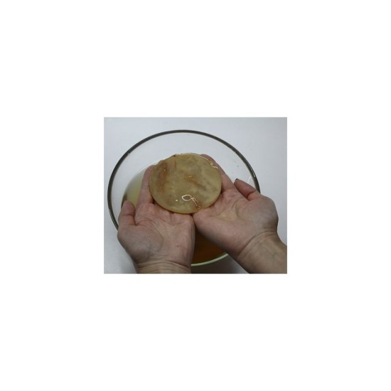 Kombucha - čajová huba Kombucha - čajová huba