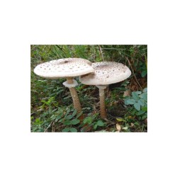 Mycélium s vysokým obsahom bedla (Macrolepiota procera) 750ml