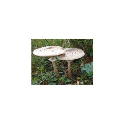 Mycélium s vysokým obsahom bedla (Macrolepiota procera) 750ml Mycélium s vysokým obsahom bedla (Macrolepiota procera) 750ml