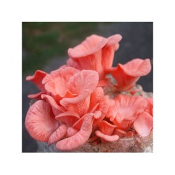 Ružová huba (Pleurotus djamor) 1kg, pestovateľská sada Ružová huba (Pleurotus djamor) 1kg, pestovateľská sada