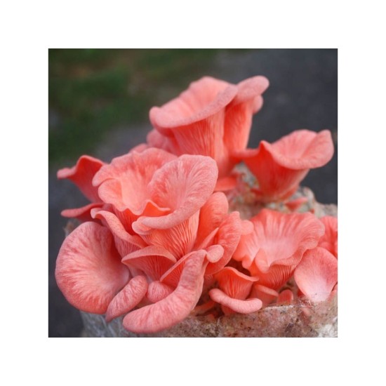 Ružová huba (Pleurotus djamor) 1kg, pestovateľská sada Ružová huba (Pleurotus djamor) 1kg, pestovateľská sada