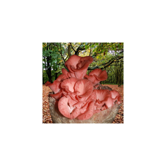 Ružová huba (Pleurotus djamor) 1kg, pestovateľská sada Ružová huba (Pleurotus djamor) 1kg, pestovateľská sada