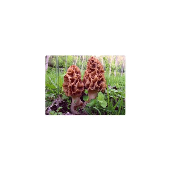 Mycélium smrža obyčajného (Morchella esculenta) 750ml