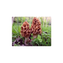 Mycélium smrža obyčajného (Morchella esculenta) 750ml