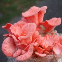 Ružová huba (Pleurotus djamor) 1l, mycélium na zrno
