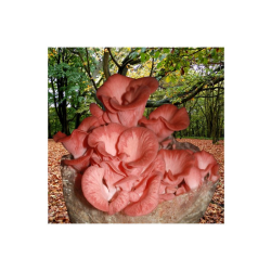Ružová huba (Pleurotus djamor) 1l, mycélium na zrno