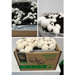 Pestovateľská sada Šampiňóny biele 15l (Agaricus Bisporus) Pestovateľská sada Šampiňóny biele 15l (Agaricus Bisporus)