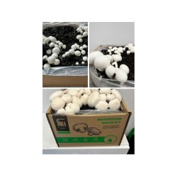 Pestovateľská sada Šampiňóny biele 15l (Agaricus Bisporus) Pestovateľská sada Šampiňóny biele 15l (Agaricus Bisporus)