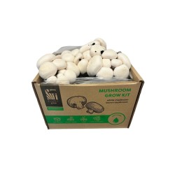 Pestovateľská sada Šampiňóny biele 15l (Agaricus Bisporus) Pestovateľská sada Šampiňóny biele 15l (Agaricus Bisporus)