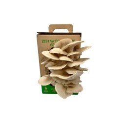 Hliva ustricová 6l (Pleurotus ostreatus) SÚPRAVA NA PESTOVANIE HÚB Hliva ustricová 6l (Pleurotus ostreatus) SÚPRAVA NA PESTOVANIE HÚB