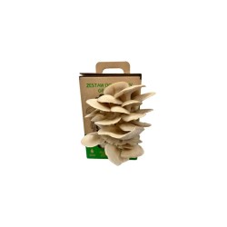 Hliva ustricová 6l (Pleurotus ostreatus) SÚPRAVA NA PESTOVANIE HÚB Hliva ustricová 6l (Pleurotus ostreatus) SÚPRAVA NA PESTOVANIE HÚB
